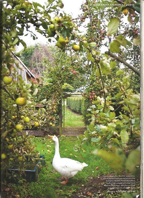 ovocná záhrada - 