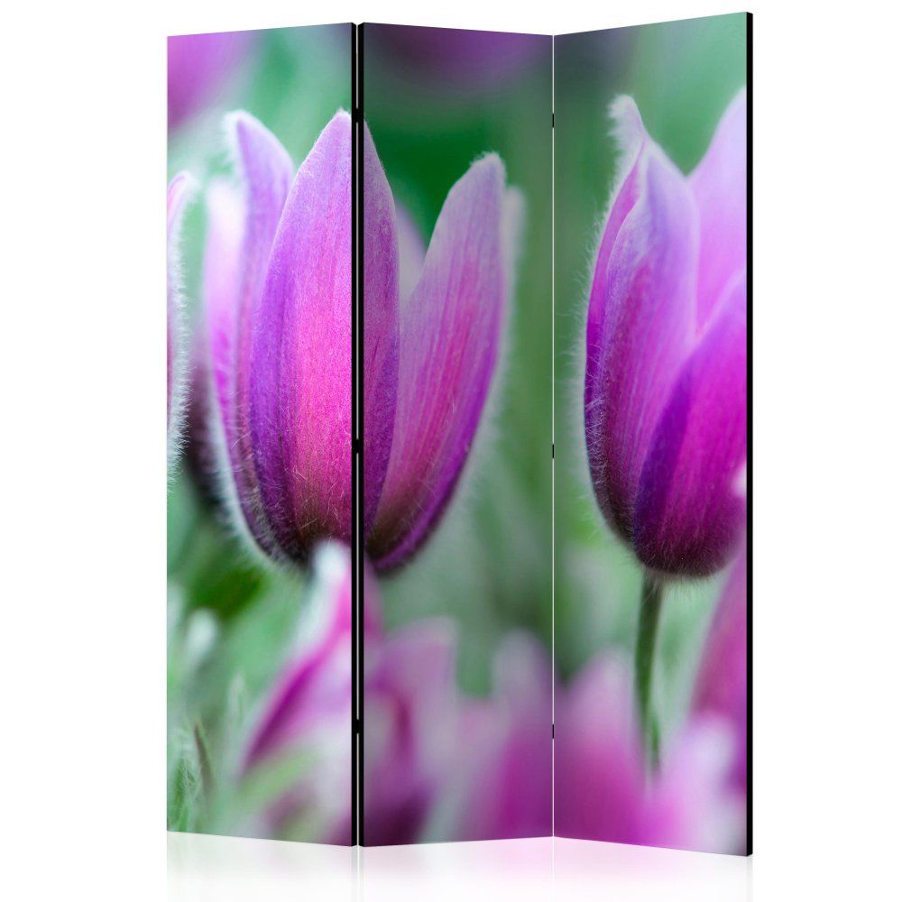 Paraván Purple spring tulips Dekorhome 135x172 cm (3-dielny) - dekorhome.sk