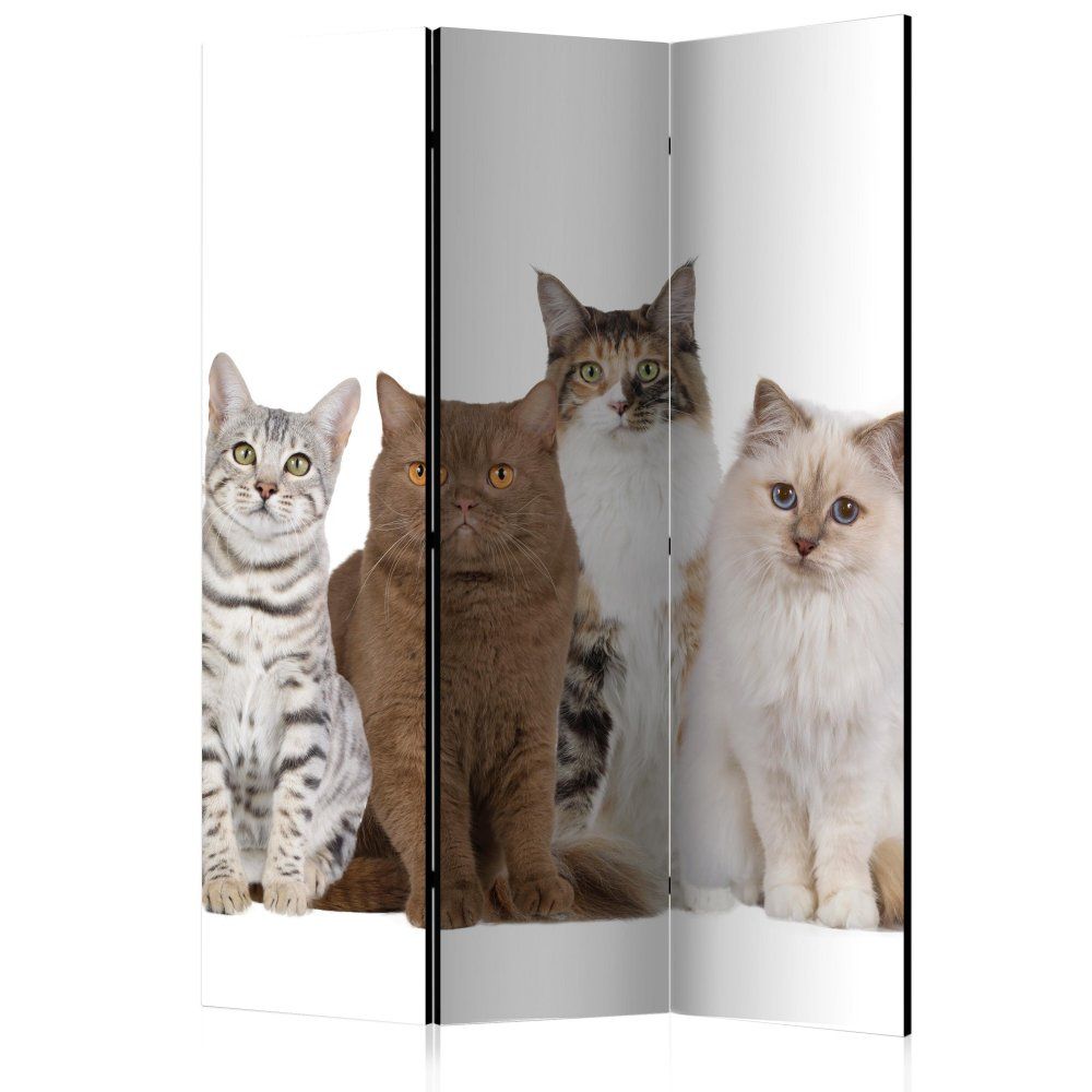 Paraván Sweet Cats Dekorhome 135x172 cm (3-dielny) - dekorhome.sk