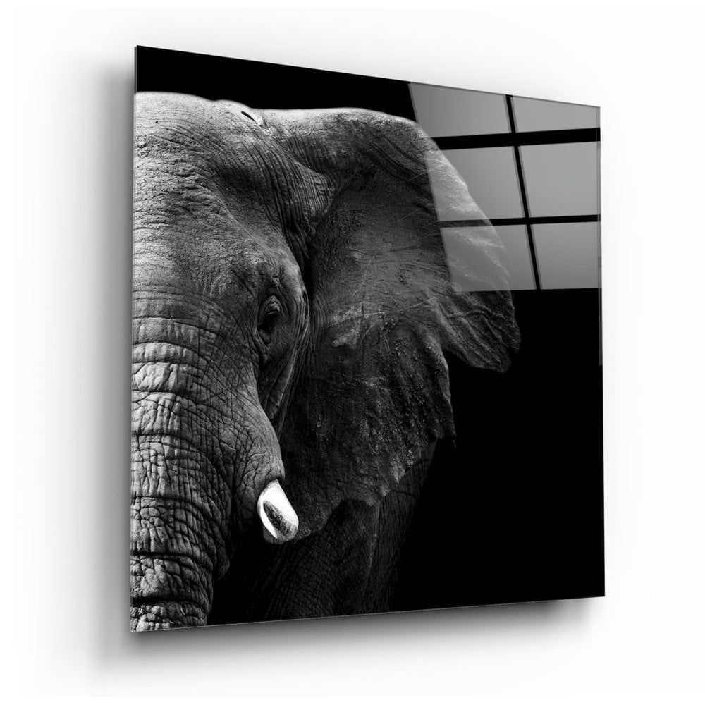 Sklenený obraz Insigne Elephant, 100 x 100 cm - Bonami.sk