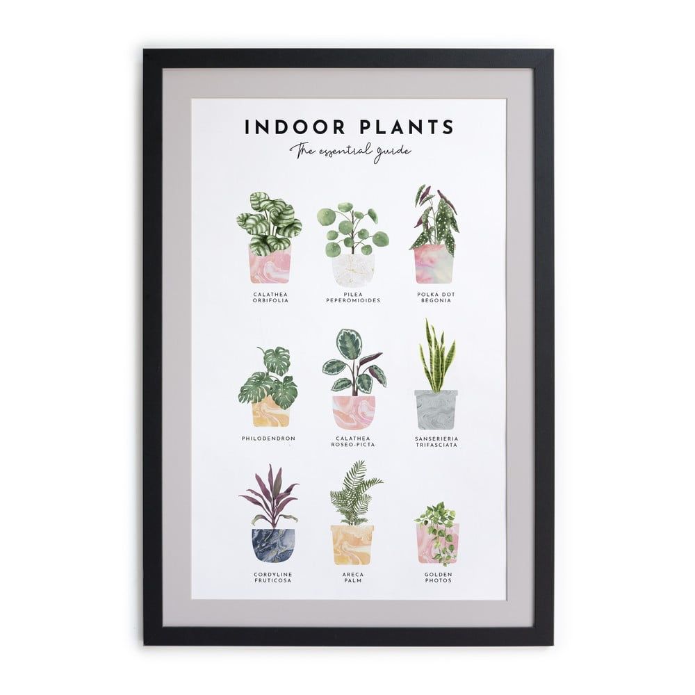 Nástenný obraz v ráme Really Nice Things Indoor Plants, 30 x 40 cm - Bonami.sk