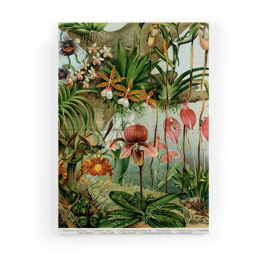 Obraz na plátne Surdic Jungle Flowers, 50 x 70 cm - Bonami.sk