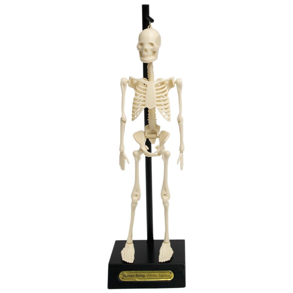 Model kostry Rex London Anatomical - Bonami.sk