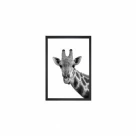 Obraz Tablo Center Giraffe Portrait, 24 × 29 cm Bonami.sk