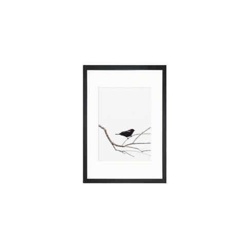 Obraz Tablo Center Birdy, 24 × 29 cm Bonami.sk