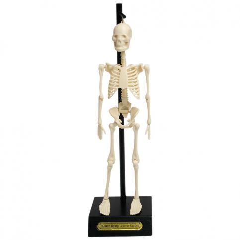 Model kostry Rex London Anatomical Bonami.sk