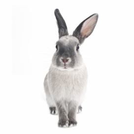 Nástenná samolepka Dekornik Rabbit Harry, 37 x 80 cm