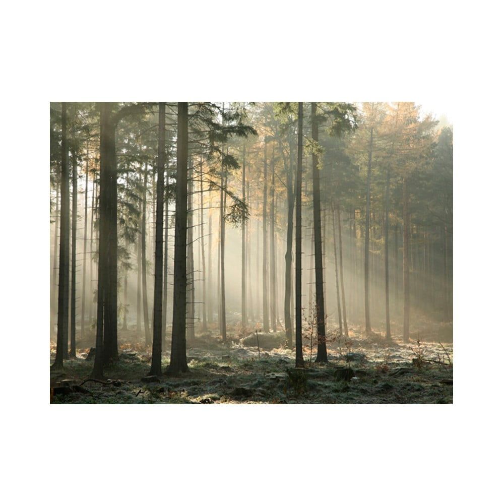 Veľkoformátová tapeta Artgeist Foggy November Morning, 200 x 154 cm - Bonami.sk