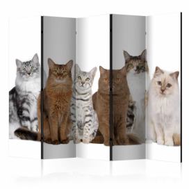 Paraván Sweet Cats Dekorhome 225x172 cm (5-dielny)